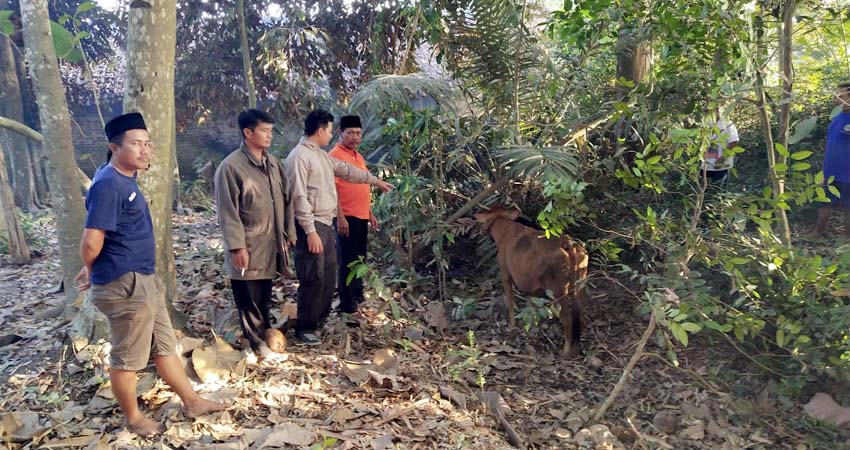 Kades Purwoasri dan warga saat menemukan sapi ke dekat pohon salak di pekarangan warga. (yud)