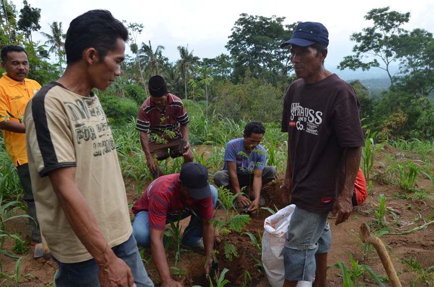 Ribuan pohon buah-buahan dan kayu keras hijaukan lahan kritis Hulu Bedadung. (kj1)