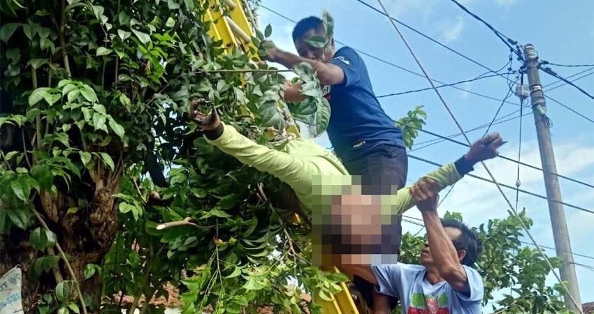 Petugas PLN dibantu warga sedang mengevakuasi korban dari atas pohon. (rir)