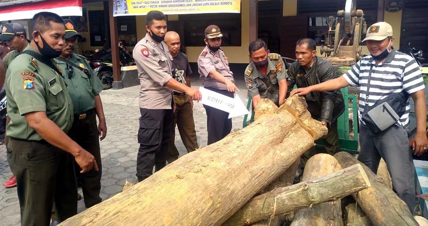 Gara-gara Kayu Jati Bodong, Blandong Mayang Jember Diperiksa Polisi