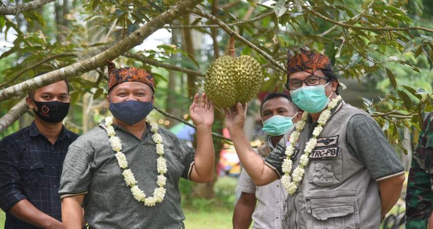 Peluncuran Agrowisata PPG Cluster Durian di Desa Sidomulyo Kecamatan Silo.