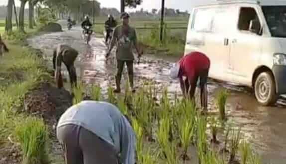 Kritisi Jalan Rusak, Warga Sumberejo Jember Tanami Ruas Jalan Sepanjang 50 Meter dengan Padi