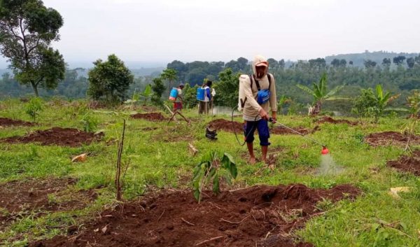 Buah Naga Diganti Tanaman Kelengkeng, Ini Kata Ahli Bibit Jemsu