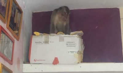 Monyet Ekor Panjang Obrak-Abrik Isi Rumah Warga di Kaliwates Jember