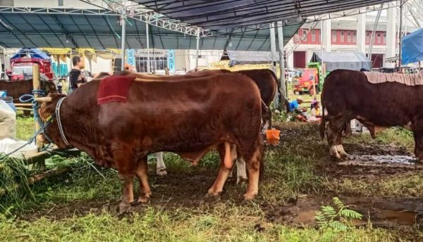 Vaksinasi dan Kontes Sapi APPSI Sukses Digelar, Bupati Hendy Janjikan Lahan Penggemukan Sapi